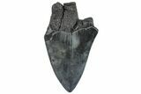 Partial, Fossil Megalodon Tooth - Serrated Edge #296151-1